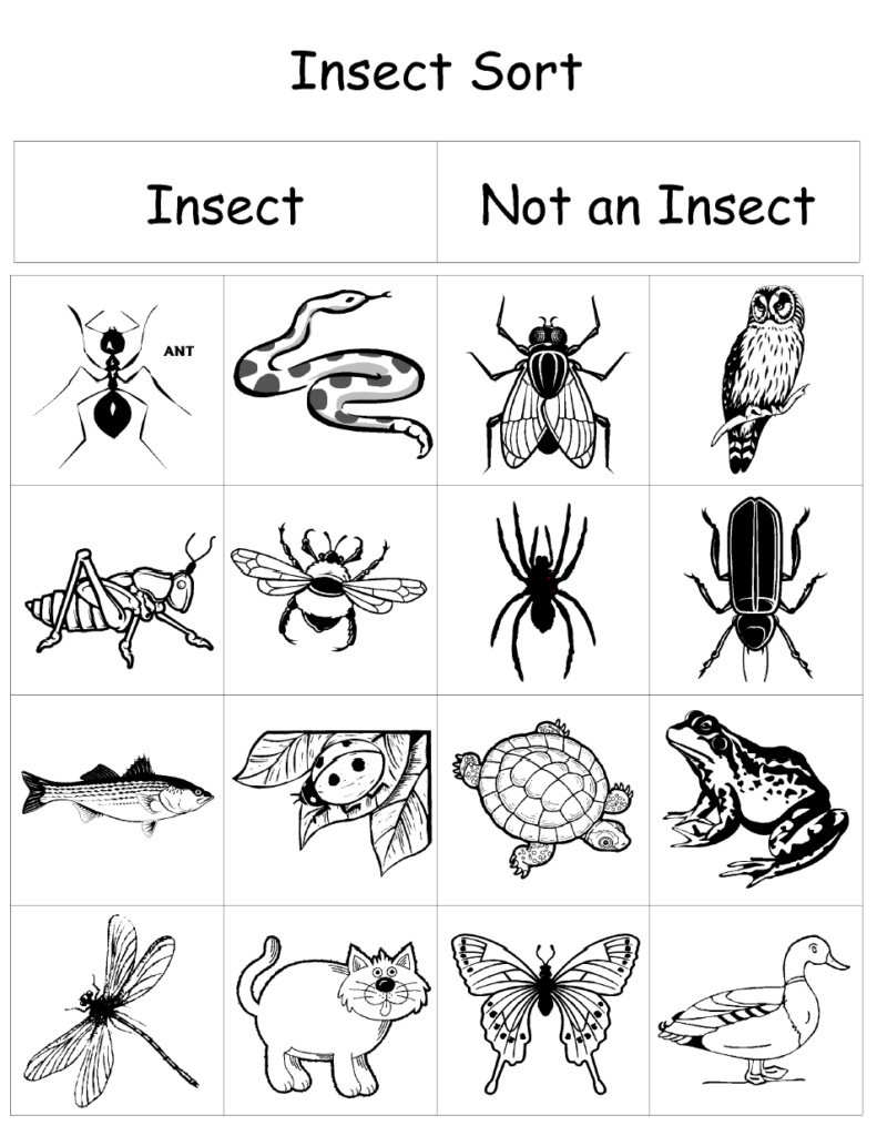Insect Sort pdf Google Drive Insects Kindergarten Insects 