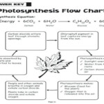 Inspiration Photosynthesis Flow Chart Worksheet The Blackness Project