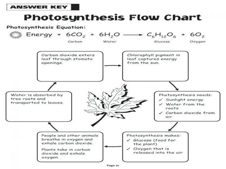 Inspiration Photosynthesis Flow Chart Worksheet The Blackness Project