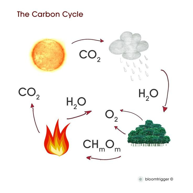 Cycles Worksheet Answer Key Integrated Science Scienceworksheets