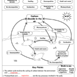 Integrated Science Cycles Worksheet Answer Key Worksheet