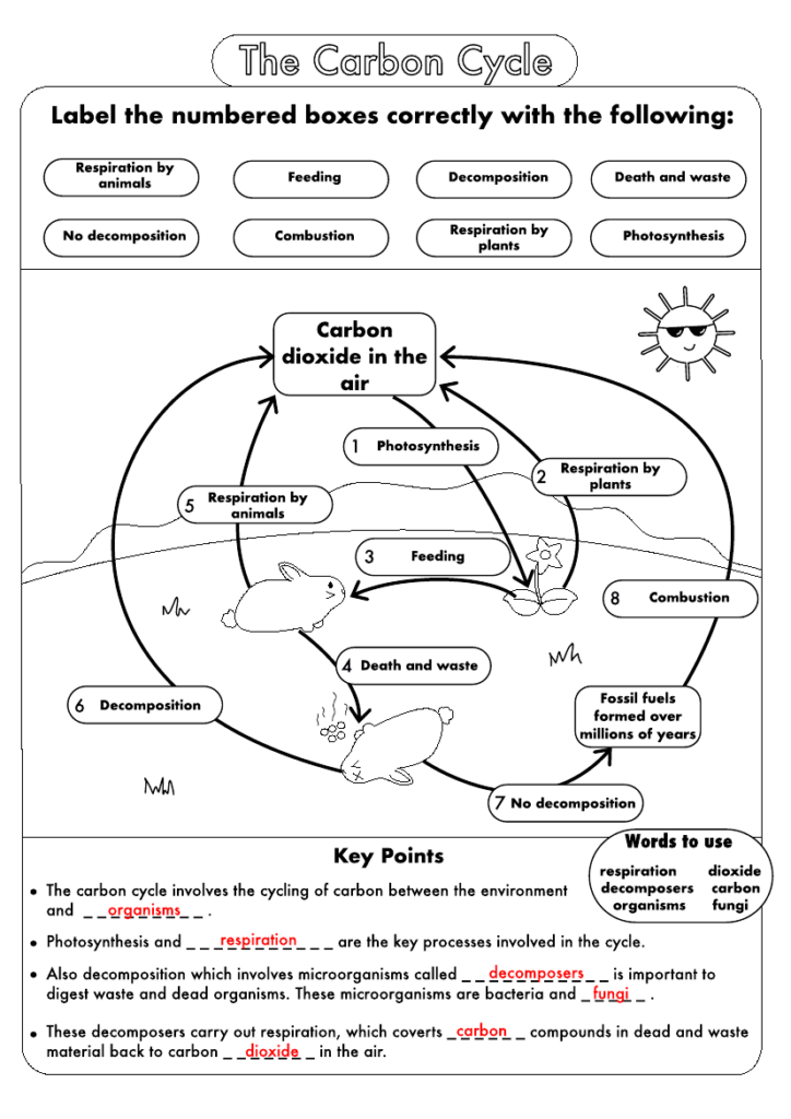 Integrated Science Cycles Worksheet Answer Key Worksheet