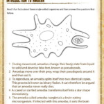 Introduction To Amoeba View Free Life Science Worksheet For Grade 4