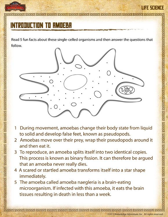 Introduction To Amoeba View Free Life Science Worksheet For Grade 4