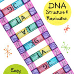 Lab Activity DNA Structure And Replication Lab Activities Dna