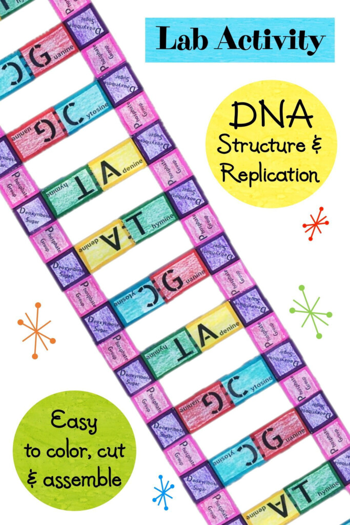 Lab Activity DNA Structure And Replication Lab Activities Dna 