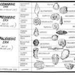 Law Of Superposition Index Fossils 8TH GRADE SCIENCE Fossils