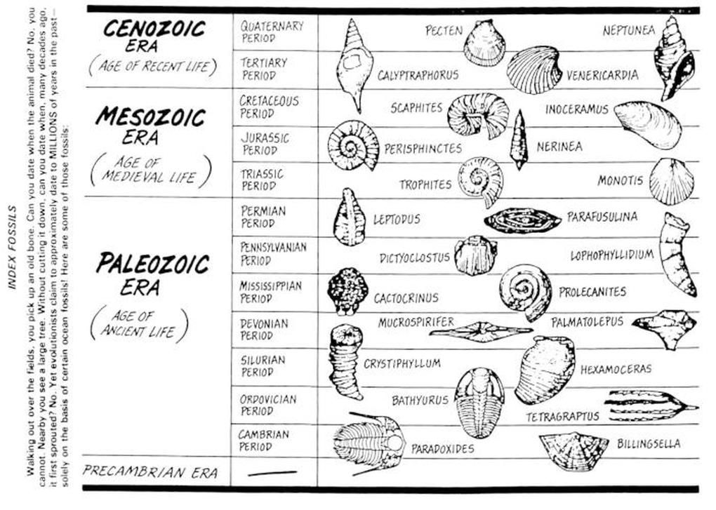 Law Of Superposition Index Fossils 8TH GRADE SCIENCE Fossils 