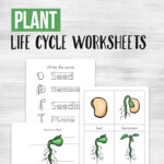 Letter Q Worksheet 18 Simple Ways The Pros Use To Promote Plant