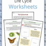 Life Cycle Facts Worksheets Examples Stages Of Life For Kids