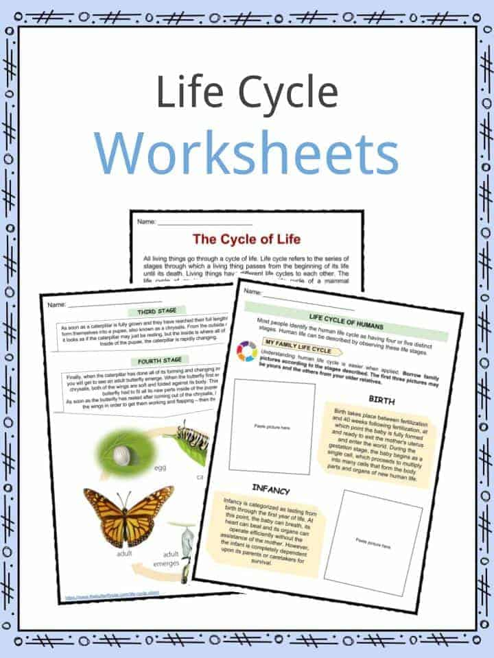 Life Cycle Facts Worksheets Examples Stages Of Life For Kids