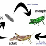 Life Cycle Of A Cricket Life Cycles Science Life Cycles Grasshopper