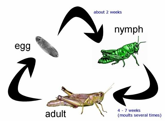 Life Cycle Of A Cricket Life Cycles Science Life Cycles Grasshopper