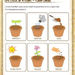 Life Cycle Of A Plant Flash Cards Printable Science Worksheet For