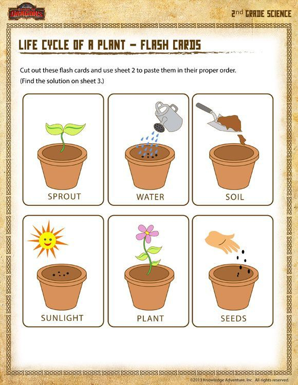 Life Cycle Of A Plant Flash Cards Printable Science Worksheet For