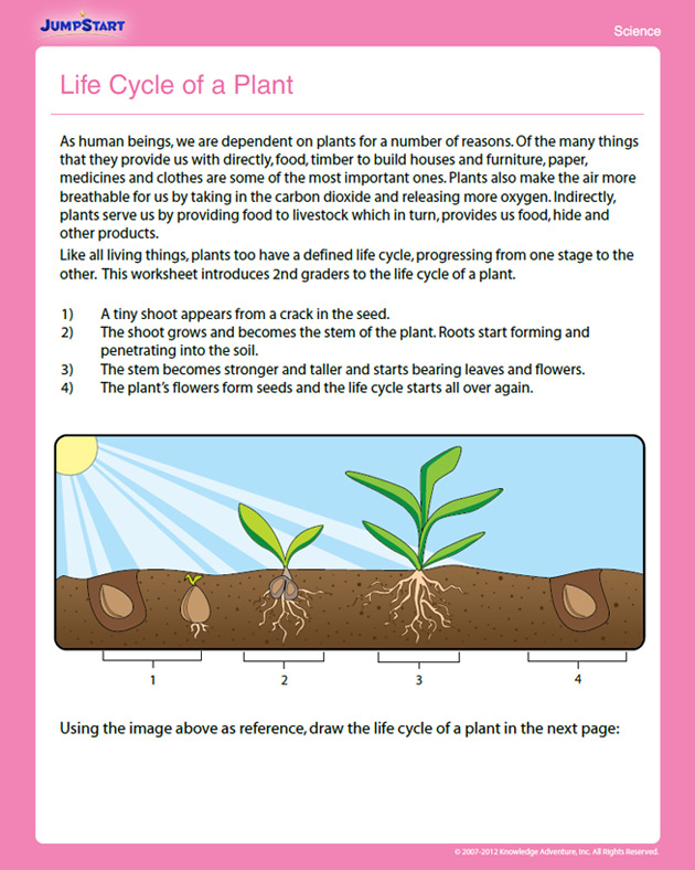 Life Cycle Of A Plant View 2nd Grade Worksheet JumpStart