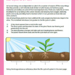 Life Cycle Of A Plant View 2nd Grade Worksheet JumpStart