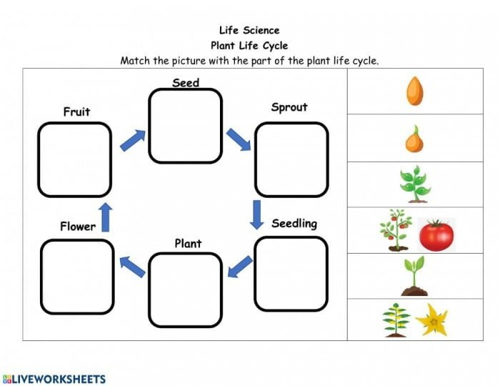 Life Cycle Of A Plant Worksheets 99Worksheets