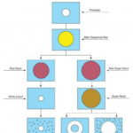 Life Cycle Of A Star Worksheet Answer Key Worksheet