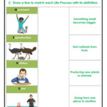 Life Processes Interactive Worksheet Worksheet