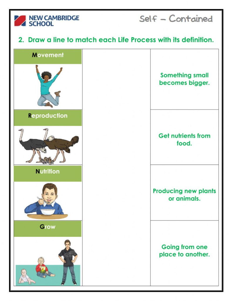 Life Processes Interactive Worksheet Worksheet