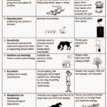 Life Processes Worksheet Here Is A Life Processes Worksheet For Grade 4