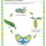 Lifecycle Of A Moth Science Worksheet For 1st Grade Kids