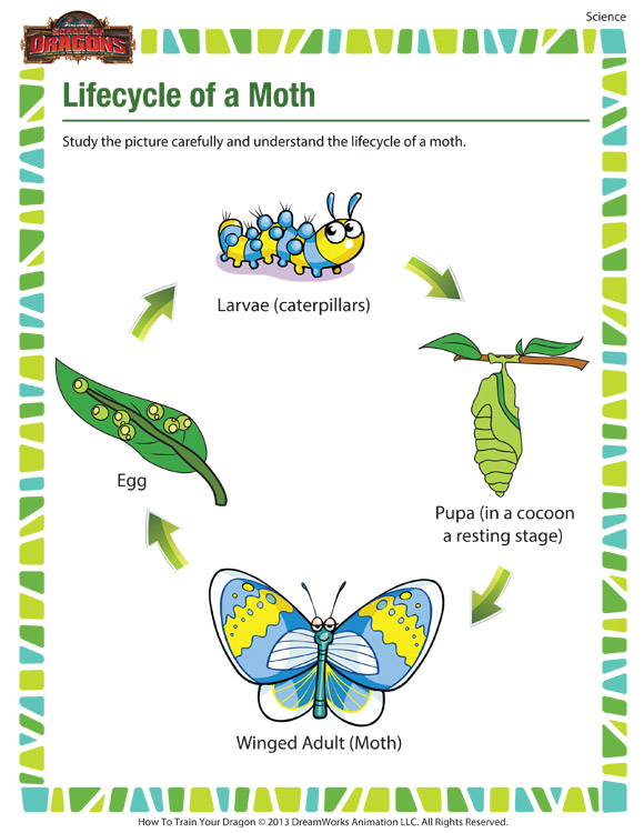 Lifecycle Of A Moth Science Worksheet For 1st Grade Kids