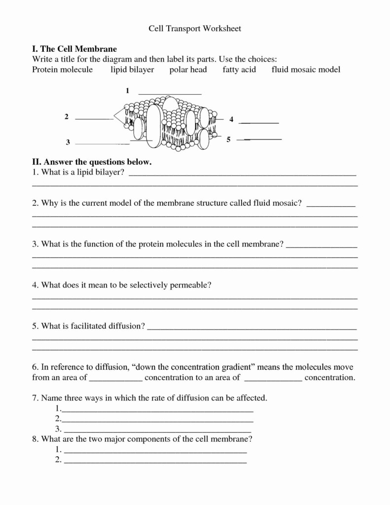 Lipids Worksheet Answer Key Worksheet