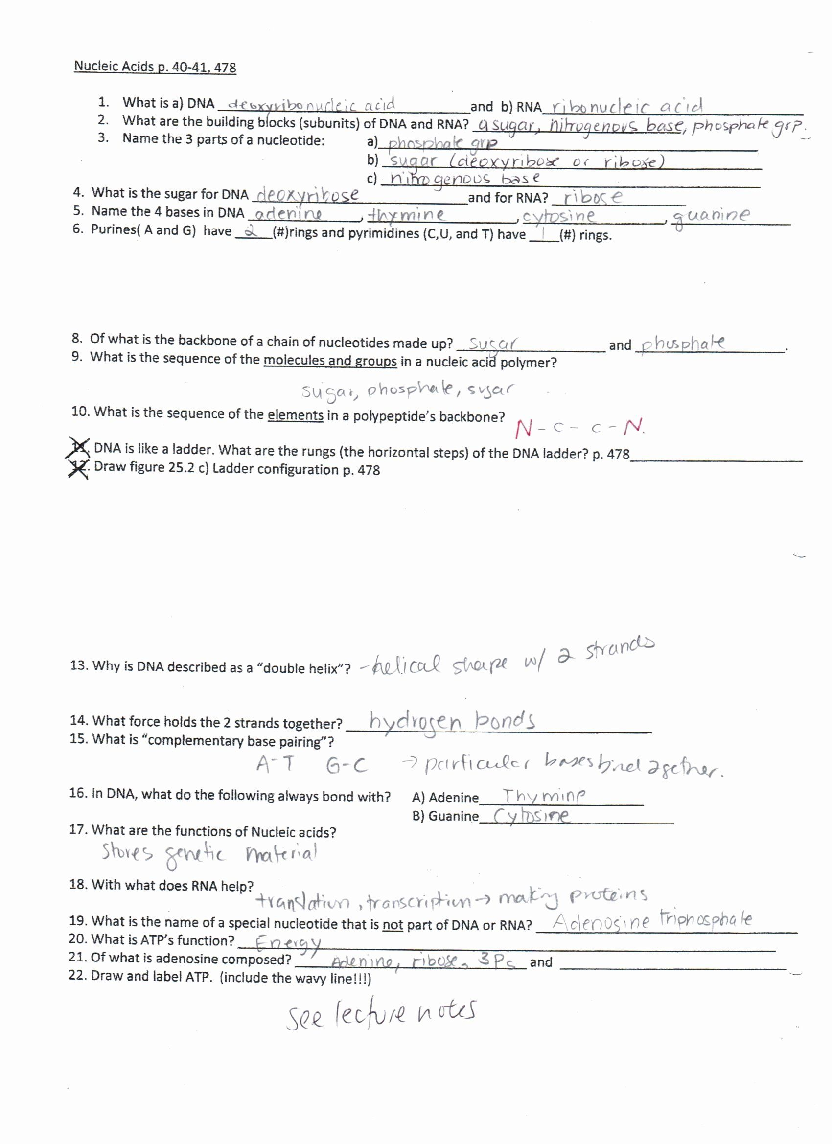 Lipids Worksheet Answer Key Worksheet