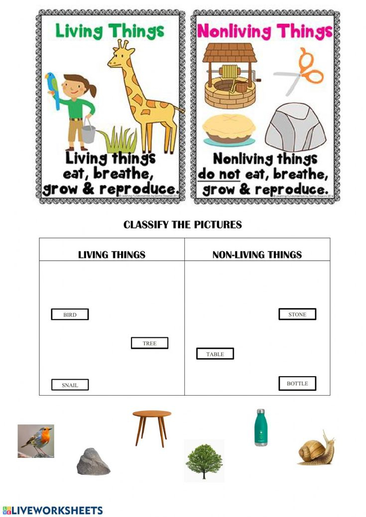Living And Non living Things Interactive Activity For Grade 4 You Can