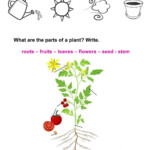 Living Things And Plants Worksheet