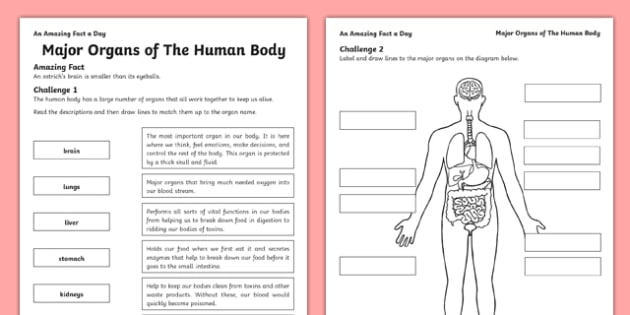 Major Organs Of The Human Body Worksheet Worksheet Internal Organs