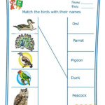 Match The Birds With Their Names Worksheet 2 Teaching My Kid