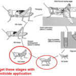 Maycintadamayantixibb Grasshopper Life Cycle 2nd Grade