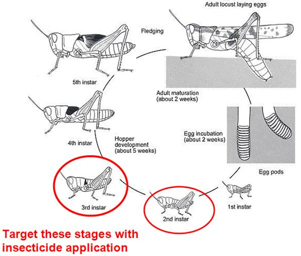 Maycintadamayantixibb Grasshopper Life Cycle 2nd Grade