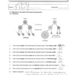 Meiosis Worksheet Answers Biology TUTORE ORG Master Of Documents