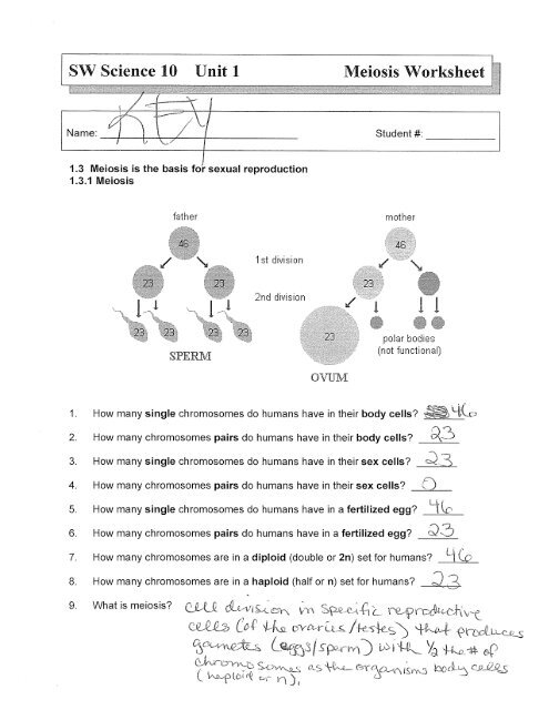 Meiosis Worksheet Answers Biology TUTORE ORG Master Of Documents