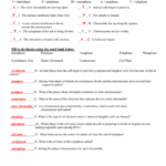 Mitosis Answer Key Worksheet Perfect Docs