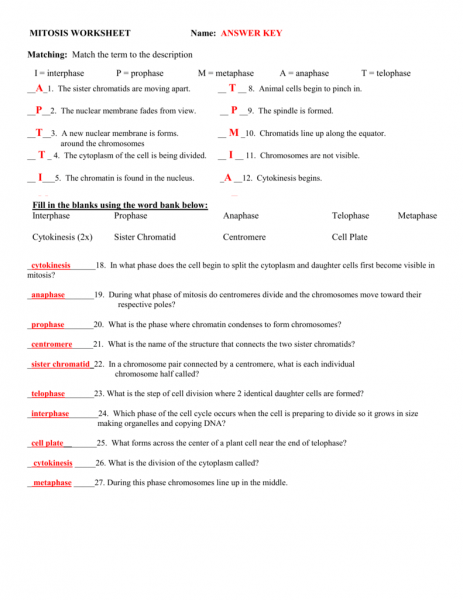 Mitosis Answer Key Worksheet Perfect Docs