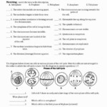 Mitosis Worksheet And Diagram Identification Answer Key Worksheet