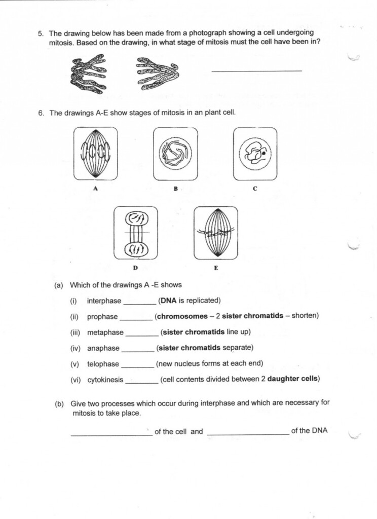 Mitosis Worksheet Answer Biological Science Picture Directory 