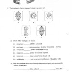 Mitosis Worksheet Answer Biological Science Picture Directory