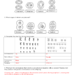 Mitosis Worksheet Answer Key Printable Worksheets And Activities For