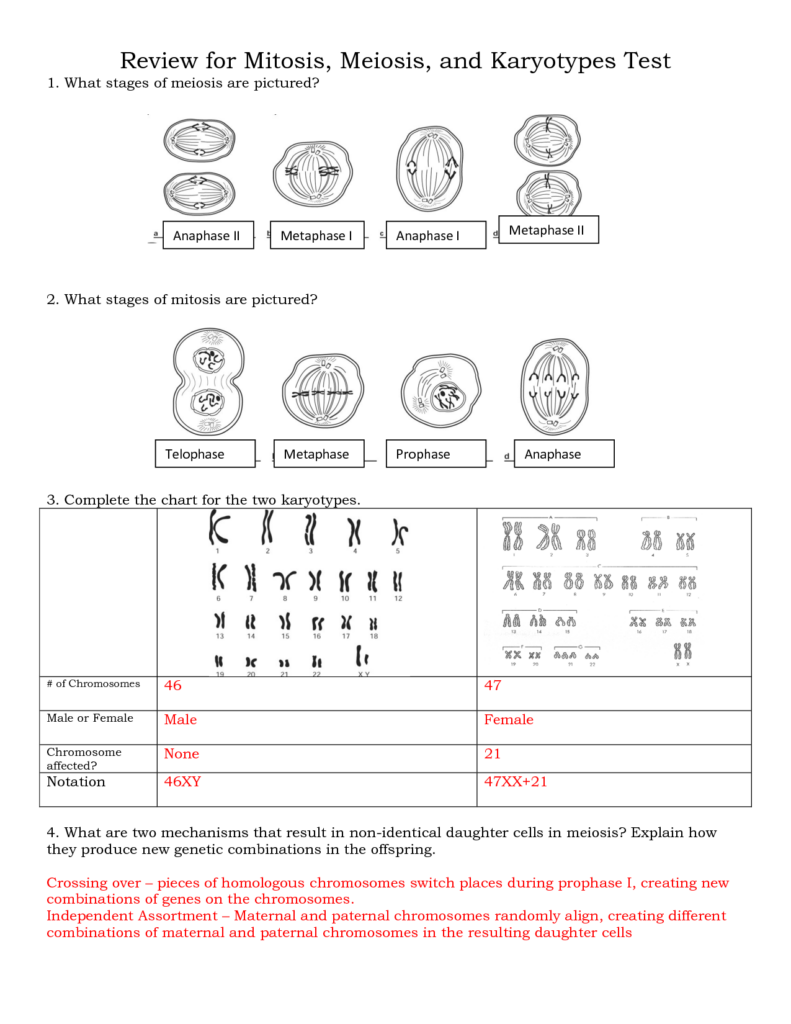 Mitosis Worksheet Answer Key Printable Worksheets And Activities For 