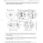 Mitosis Worksheet Answers Color Worksheets Cell Cycle Mitosis