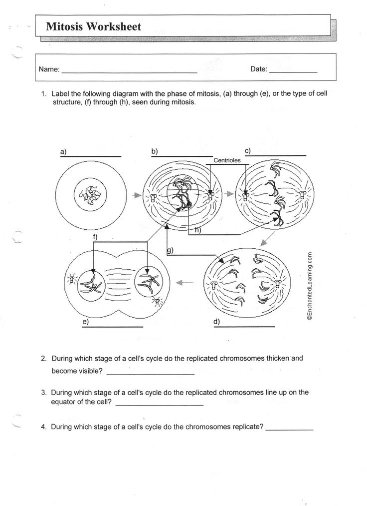 Mitosis Worksheet Answers Color Worksheets Cell Cycle Mitosis