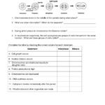 Mitosis Worksheet Biology Worksheet Biology Lessons Science Worksheets