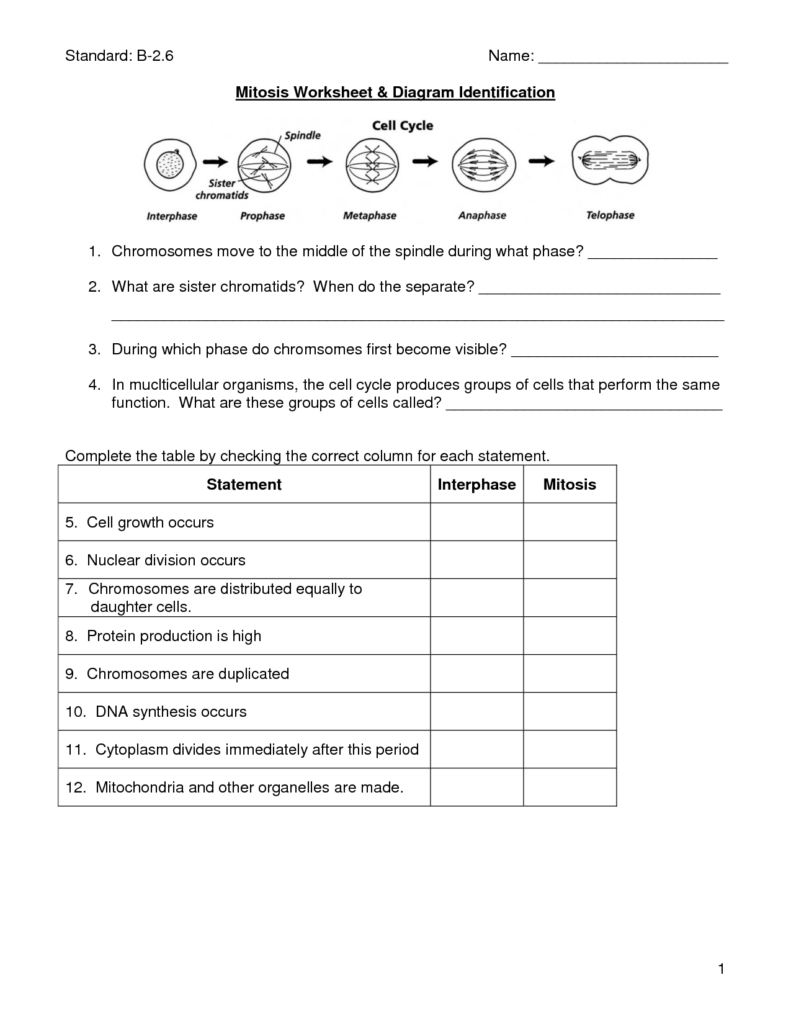 Mitosis Worksheet Biology Worksheet Biology Lessons Science Worksheets