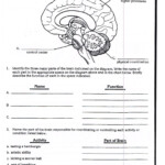 Nervous System Worksheet 3rd Grade Human Body Worksheets Science
